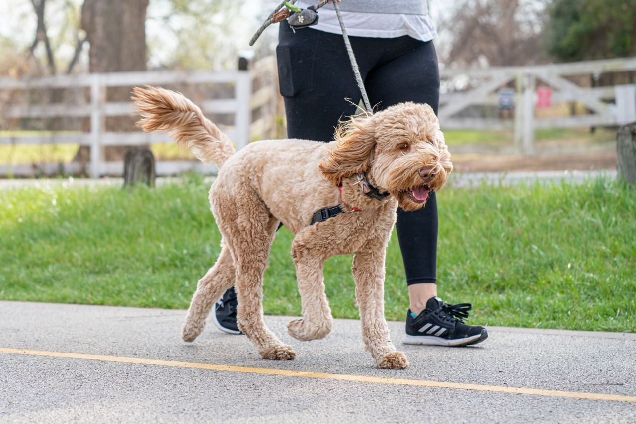 A dog on a lead walking with a person outdoors