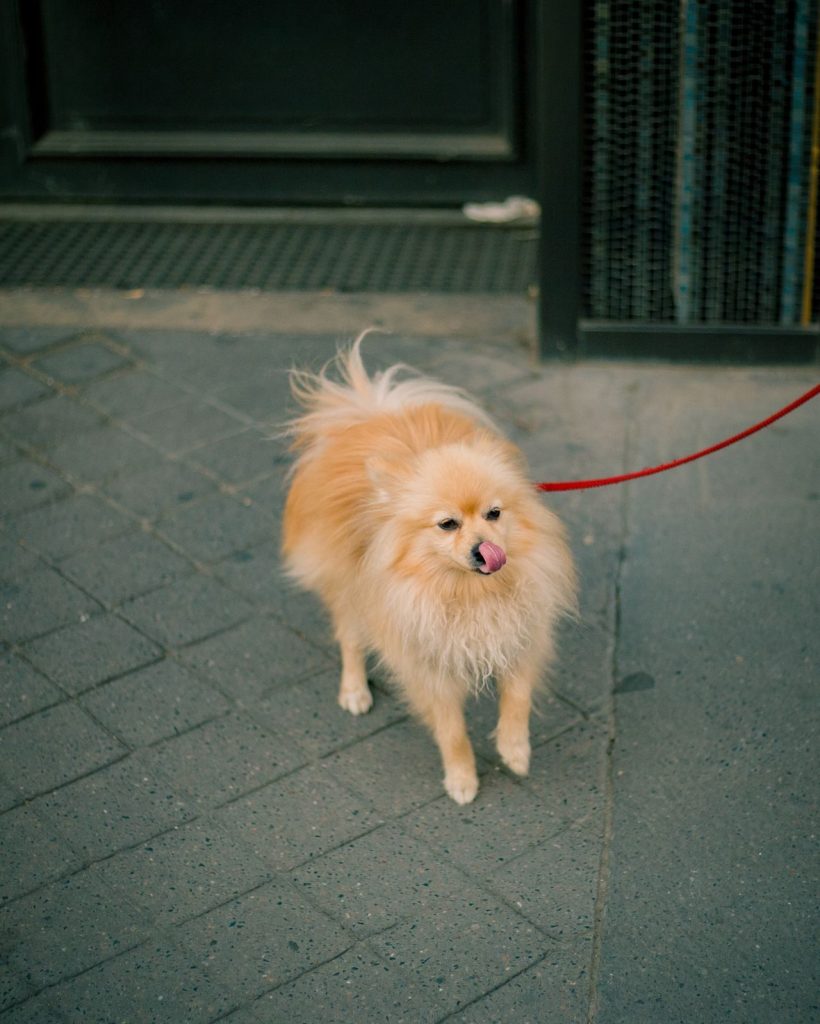 A small dog on a lead standing on a pavement