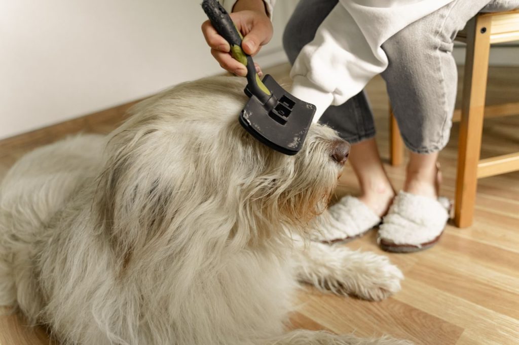 A person brushing the coat of a large fluffy dog indoors