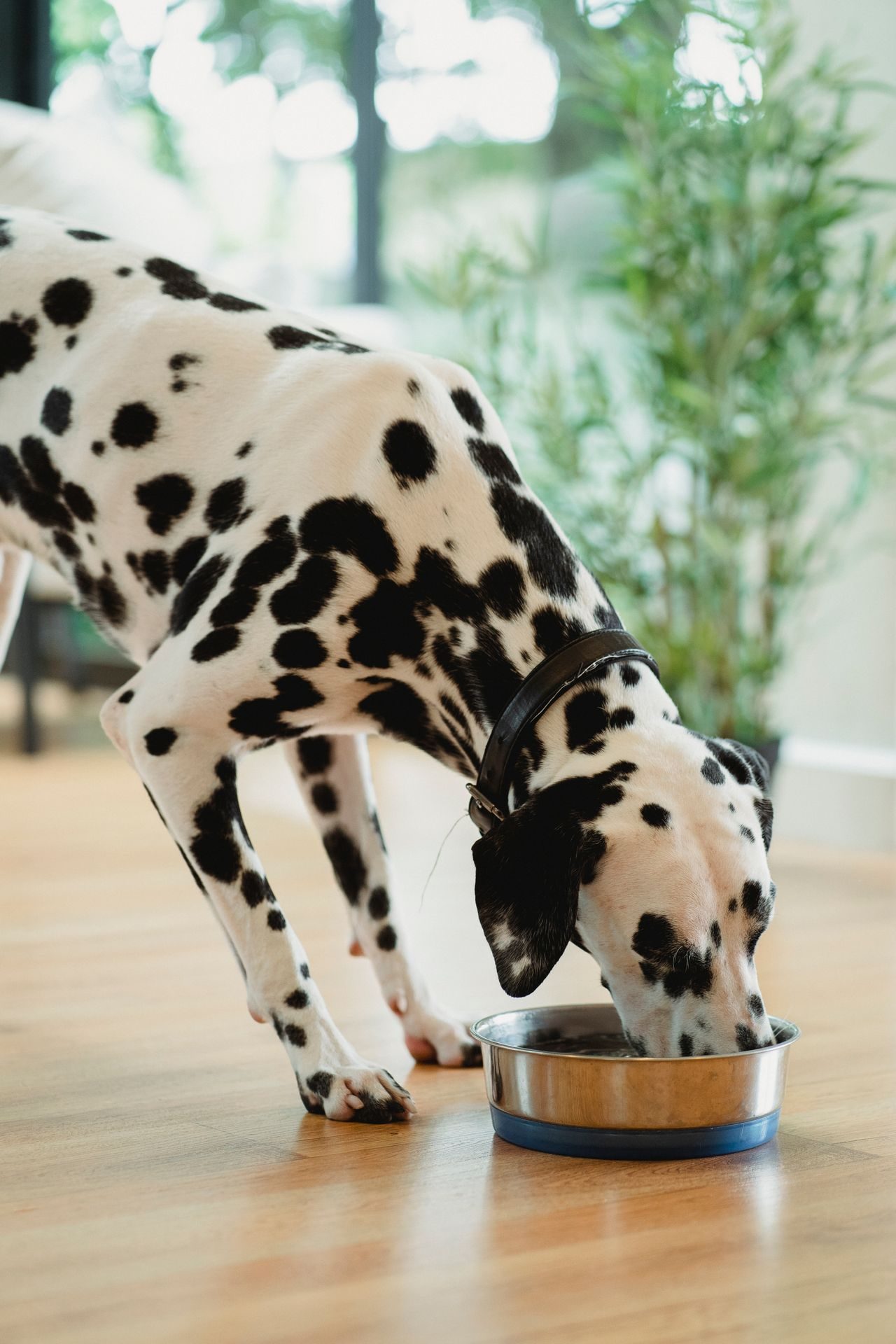 A spotted dog eating from a bowl on a wooden floor