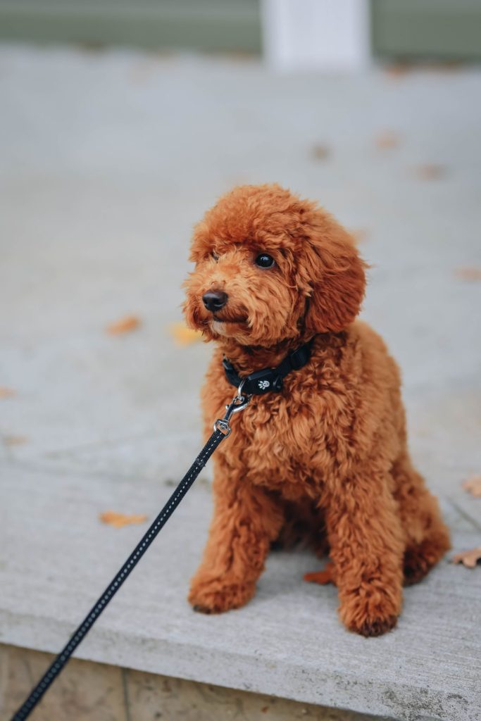 A curly-coated dog on a lead sitting on a pavement